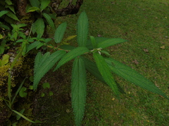 Debregeasia longifolia
