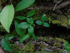 Berberis napaulensis
