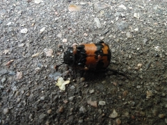 Nicrophorus investigator