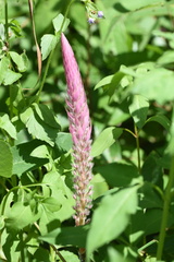 Uraria crinita