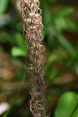 Uraria crinita