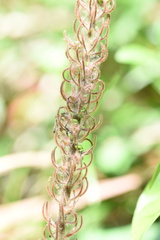 Uraria crinita