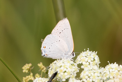 Satyrium sylvinus dryope