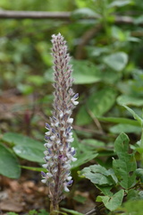 Uraria crinita
