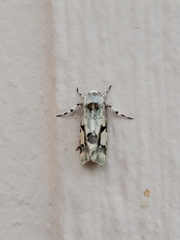 Emarginea percara