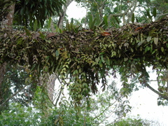 Aeschynanthus radicans