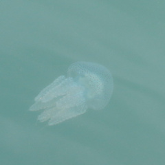 Acromitus flagellatus