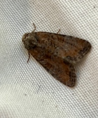 Mesoligia furuncula