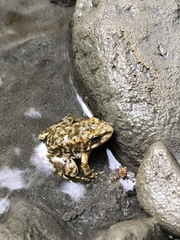 Rana muscosa