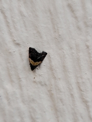 Tripudia balteata