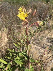 Oenothera wolfii