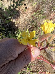 Oenothera wolfii