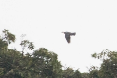 Columba pulchricollis