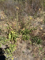 Oenothera wolfii