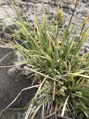 Carex garberi