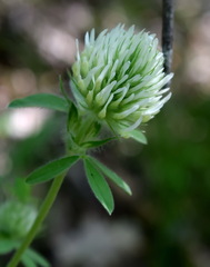 Trifolium caucasicum