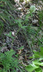 Trifolium caucasicum