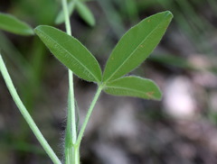 Trifolium caucasicum