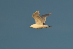 Larus hyperboreus