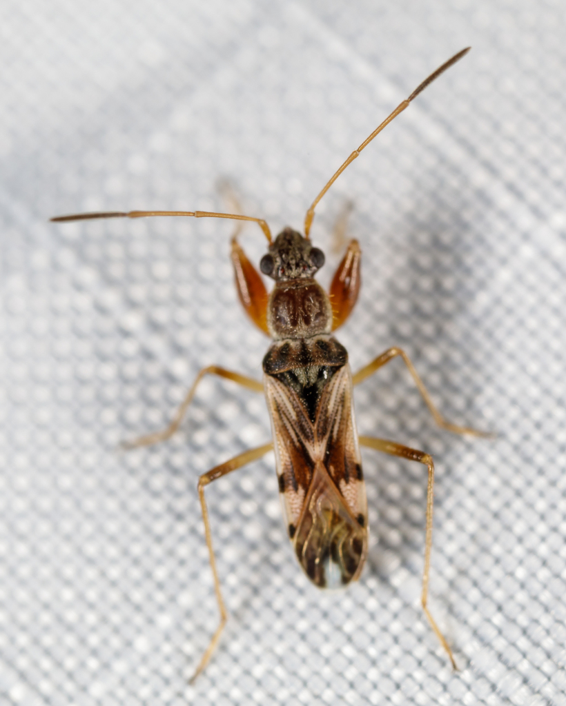 Neopamera bilobata
