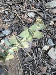 Streptanthus barbatus