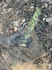 Streptanthus barbatus