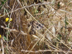 Cercyonis pegala boopis