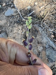 Streptanthus barbatus