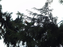 Psilopogon armillaris