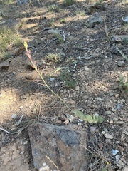 Streptanthus barbatus