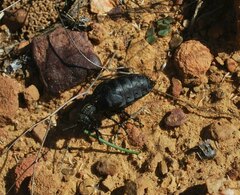 Meloe angulatus