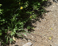 Pseudopodospermum strictum