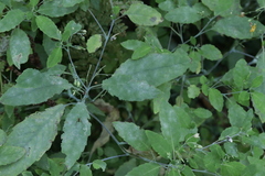 Podosphaera balsaminae