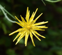 Pseudopodospermum strictum