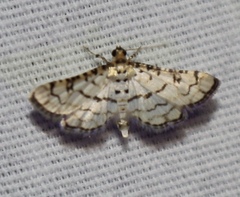 Hileithia rehamalis