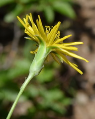 Pseudopodospermum strictum