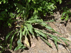 Pseudopodospermum strictum