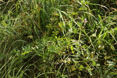 Uromyces viciae-fabae