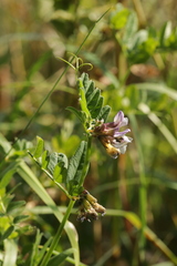 Uromyces viciae-fabae