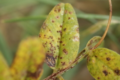 Uromyces viciae-fabae