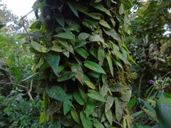 Ficus sagittata