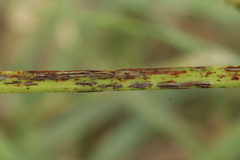 Uromyces viciae-fabae