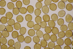 Uromyces viciae-fabae