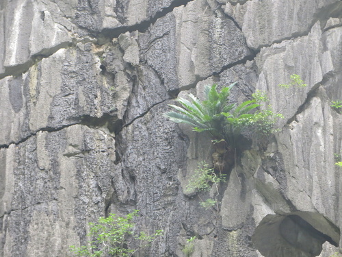 Ha long cycad (Cycas tropophylla)
