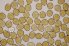 Uromyces viciae-fabae