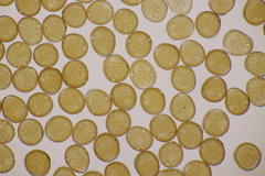 Uromyces viciae-fabae