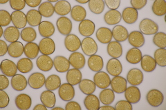 Uromyces viciae-fabae