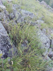 Cleistogenes kitagawae