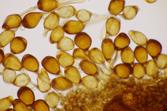 Uromyces viciae-fabae