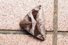 Bastilla arcuata
